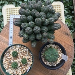 値下げ！　ユーフォルビアいろいろセット①（3種類）の画像