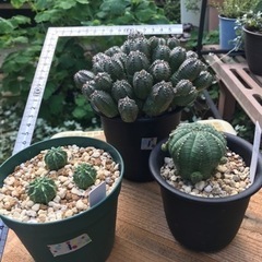 値下げ！　ユーフォルビアいろいろセット①（3種類）の画像