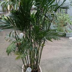 観葉植物　ヤシ系　