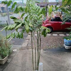 観葉植物　カンノンチク系