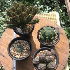 値下げ！　ユーフォルビアいろいろセット②（４種類）の画像