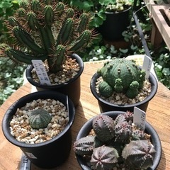 値下げ！　ユーフォルビアいろいろセット②（４種類）の画像