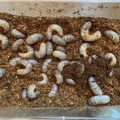 カブトムシの幼虫　1匹50円！
