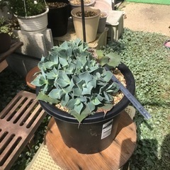 値下げ！　アガベ（雷神）②の画像