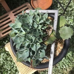 値下げ！　アガベ（雷神）②の画像