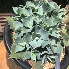 値下げ！　アガベ（雷神）②の画像