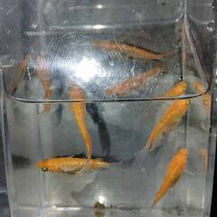 王華（紅白ラメ）　選別外　７匹～８匹弱の画像