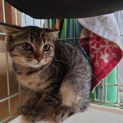 キジトラの仔猫里親募集