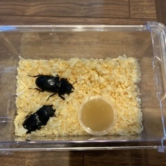 オオクワガタ（メス２匹）能勢yg血統　バラ売り可能の画像