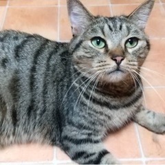 ブリーダーさんからレスキューしました。華丸くんです。助けて下さい。