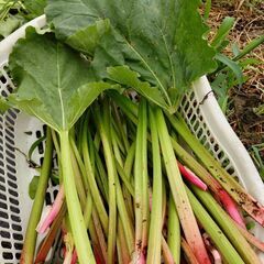 ルバーブ　1本　２０円からの画像