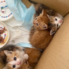 今朝家の前に捨てられていた子猫の里親を募集します