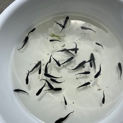 オロチ   10匹の画像