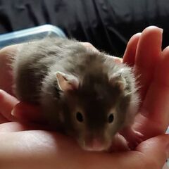 セーブルハムスター里親募集です。