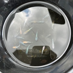 ラメ     メダカ5匹の画像
