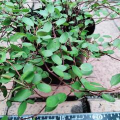 ワイヤープランツ