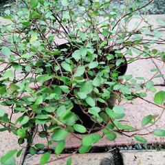 ワイヤープランツの画像