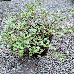 ワイヤープランツの画像