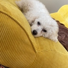 白のトイプードル６歳　再募集