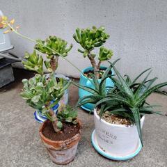 多肉植物