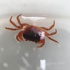 ✨和歌山県産　天然　サワガニ　1匹100円