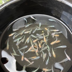 ラメラメ   メダカ  5匹の画像