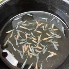 ラメラメ   メダカ  5匹の画像