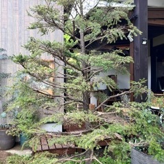 あげます。樹木　コメツガ　剪定済み