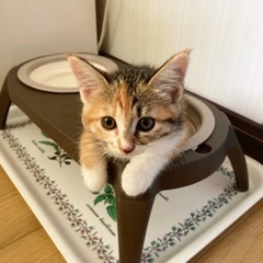子猫　雌　約3〜4ヶ月　(9/10 追記)