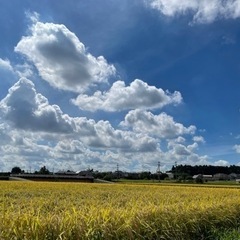 籾殻　200円で お好きなだけどうぞ！
の画像