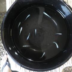 みゆきめだか 10匹セットの画像