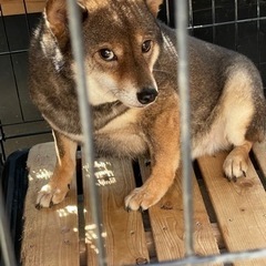 ブリーダー繁殖引退犬で元の飼育者が入院する為引取りましたこちらも...