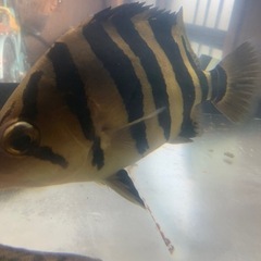 ダトニオプラス交換