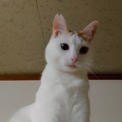 おっとり白茶のロク君