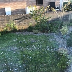 植栽無料でお譲りしますの画像