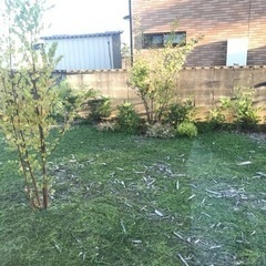 植栽無料でお譲りしますの画像