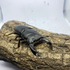 ホペイオオクワガタ　ペア