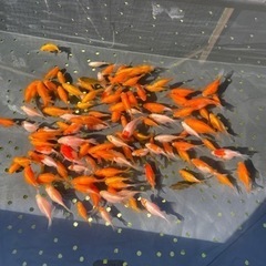 金魚　玉サバ　観賞魚　