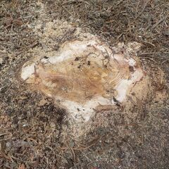 低い木、高い木、伐採お任せください♪ - 宇都宮市