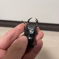 オオクワガタ東京都産ペア② (zonokun) 立川のその他の中古