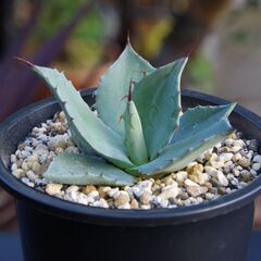アガベ/パリー トランカータ(Agave parryi var....