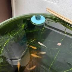 メダカ針子②の画像