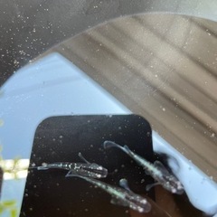 メダカ売りますの画像