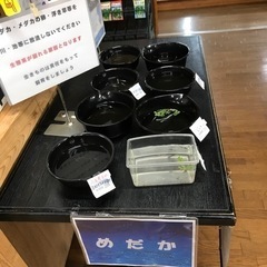 各種メダカちゃん達