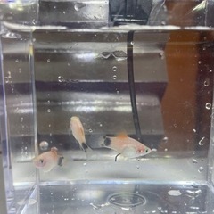 ミッキーマウスプラティまだ小さめMIX3匹🐟1匹100円