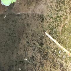 ヒメダカの稚魚の画像