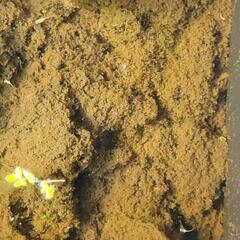 ヒメダカの稚魚の画像