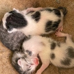 産まれたてまもない子猫ちゃんたちの里親を探しています