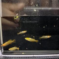 メダカ　竜章鳳姿6匹の画像