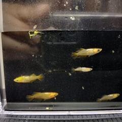 メダカ　竜章鳳姿6匹の画像